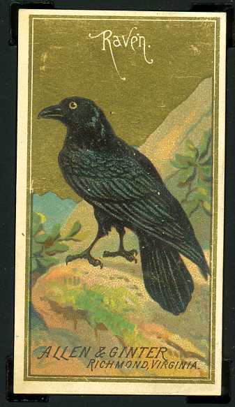 31 Raven